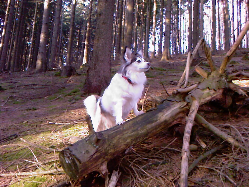 Crissi (Jack Russell Terrier, Wolfsspitz) Jack Russell Terrier Wolfsspitz 